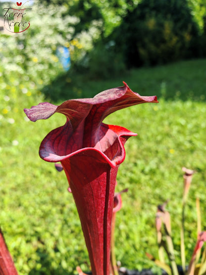 SXA01 Sarracenia x 'Alucard' -- "Select" (Mike Wang)