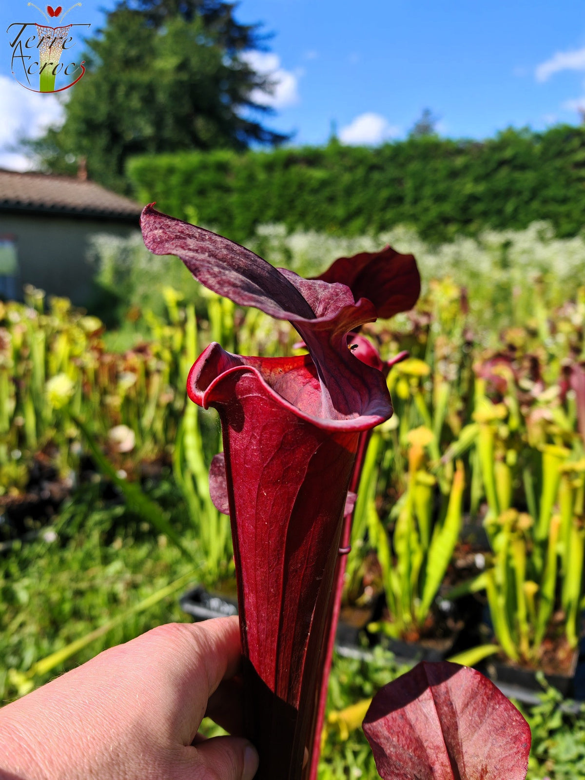 SXA01 Sarracenia x 'Alucard' -- "Select" (Mike Wang)