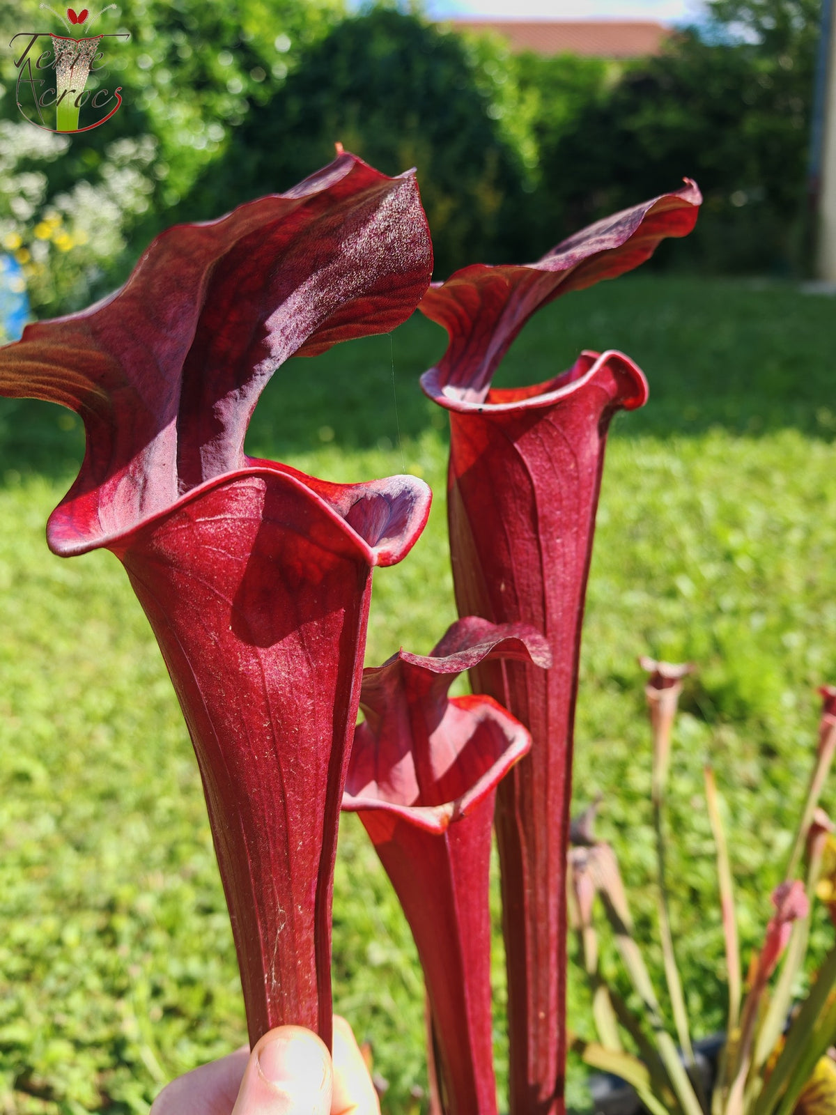 SXA01 Sarracenia x 'Alucard' -- "Select" (Mike Wang)