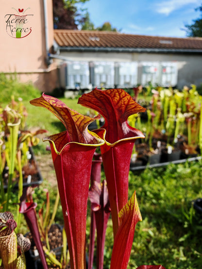 SXA01 Sarracenia x 'Alucard' -- "Select" (Mike Wang)