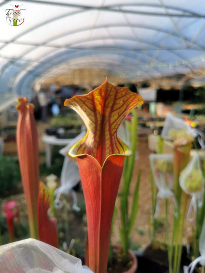 SXA01 Sarracenia x 'Alucard' -- "Select" (Mike Wang)