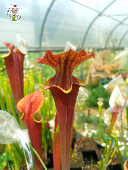 SXA01 Sarracenia x 'Alucard' -- "Select" (Mike Wang)