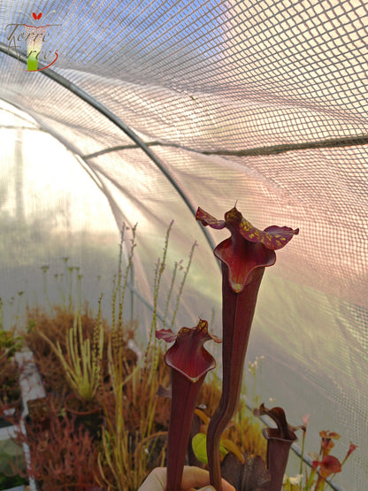 SXA02 Sarracenia x 'Alucard' -- "Prince of Darkness" (MW)