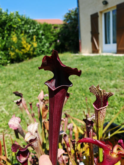 SXA02 Sarracenia x 'Alucard' -- "Prince of Darkness" (MW)