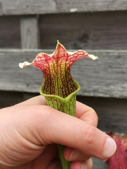 SXAR01 Sarracenia x areolata -- "Giant" (SX102, CA)