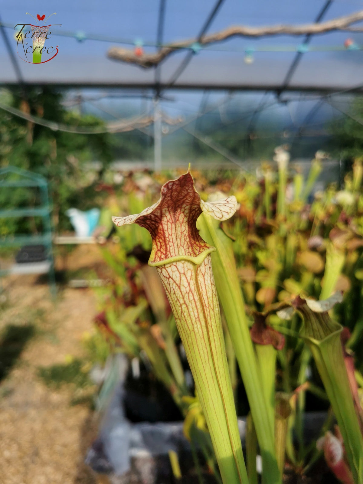 SXAR01 Sarracenia x areolata -- "Giant" (SX102, CA)