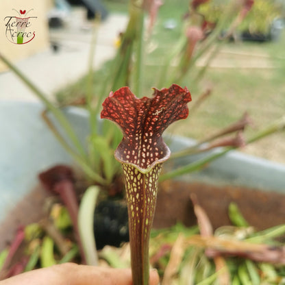 SXAR02 Sarracenia x areolata -- (S. alata var. nigropurpurea, CK x S. leucophylla -- "Helmut's Delight")