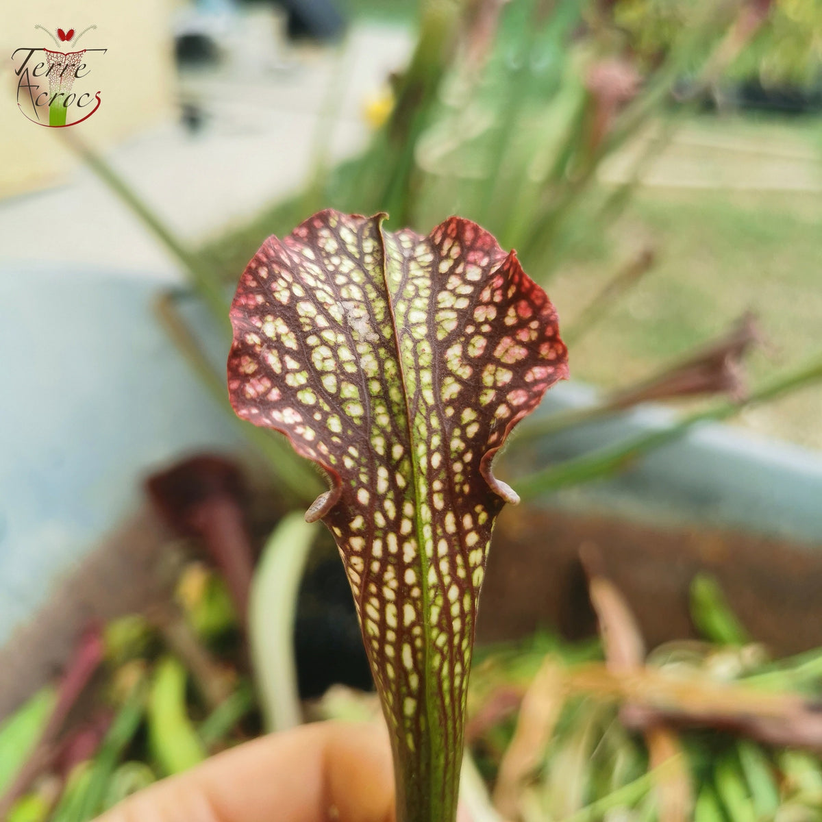 SXAR02 Sarracenia x areolata -- (S. alata var. nigropurpurea, CK x S. leucophylla -- "Helmut's Delight")