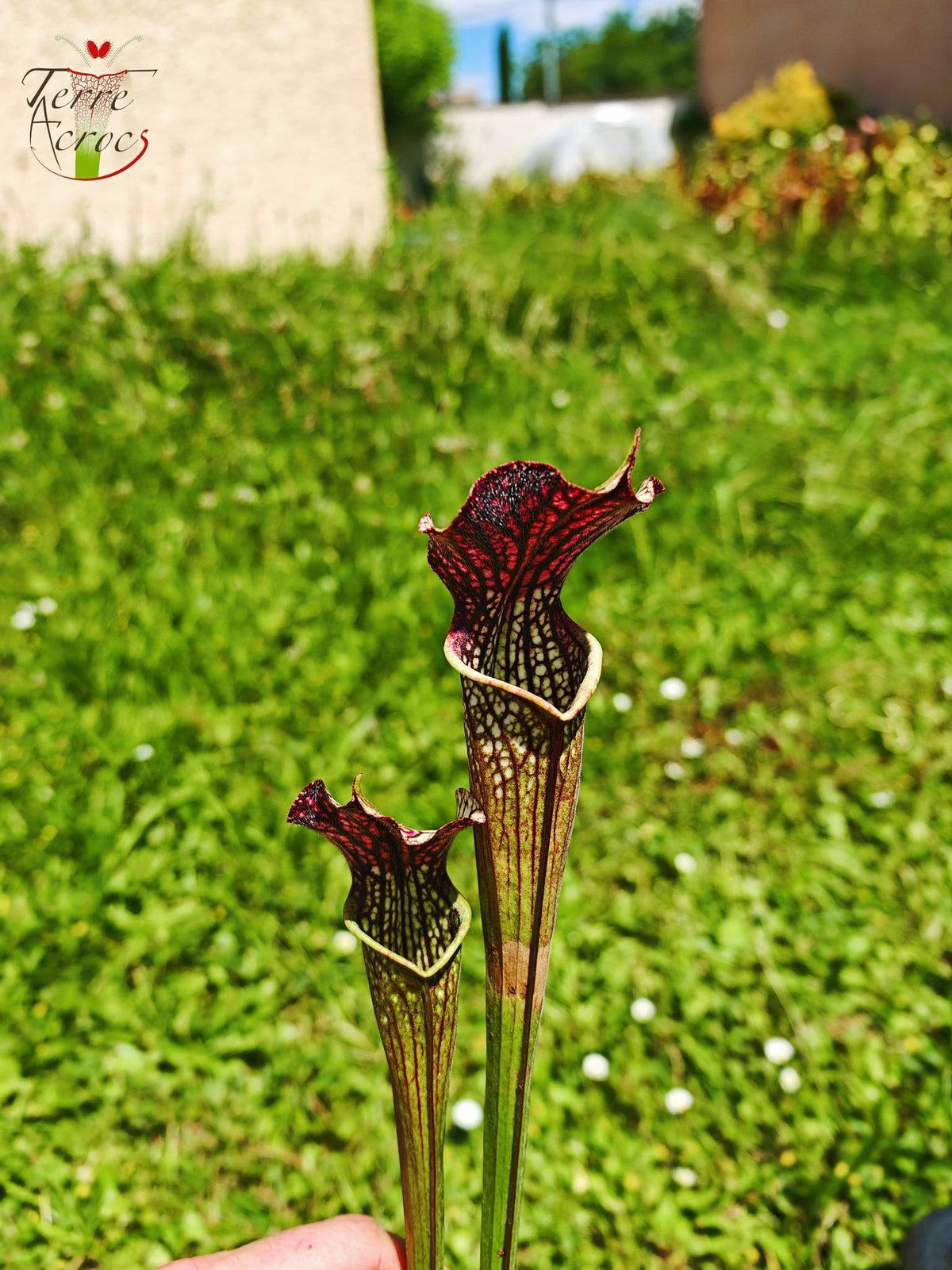 SXAR04 Sarracenia x areolata – „Schwarze Höhle“