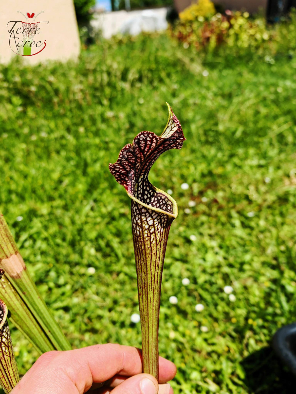 SXAR04 Sarracenia x areolata – „Schwarze Höhle“