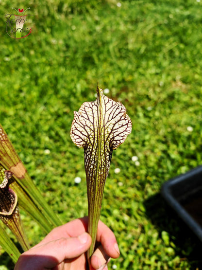 SXAR04 Sarracenia x areolata – „Schwarze Höhle“