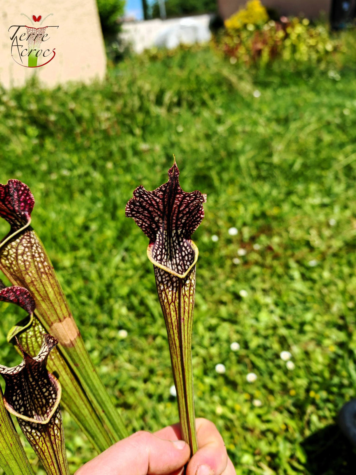 SXAR04 Sarracenia x areolata – „Schwarze Höhle“