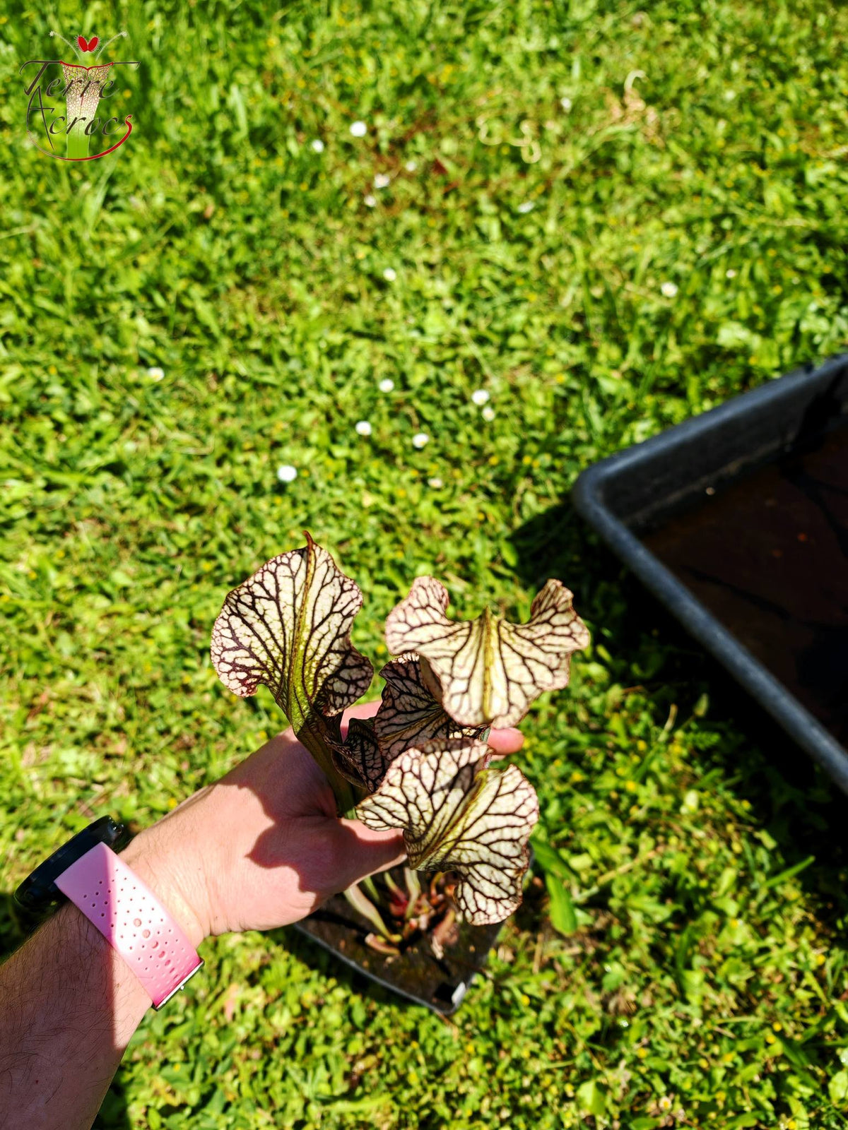 SXAR04 Sarracenia x areolata – „Schwarze Höhle“