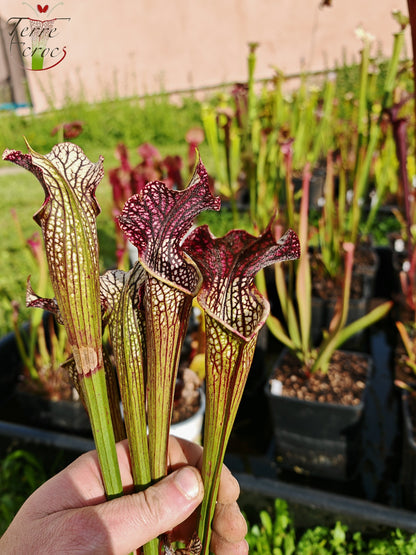SXAR04 Sarracenia x areolata – „Schwarze Höhle“