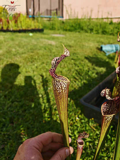 SXAR04 Sarracenia x areolata – „Schwarze Höhle“