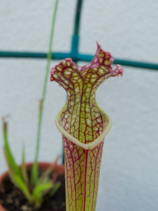 SXF01 Sarracenia x farnhamii