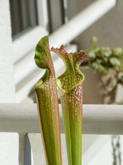 SXF01  Sarracenia x farnhamii