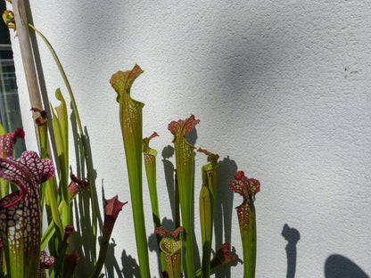 SXF01  Sarracenia x farnhamii