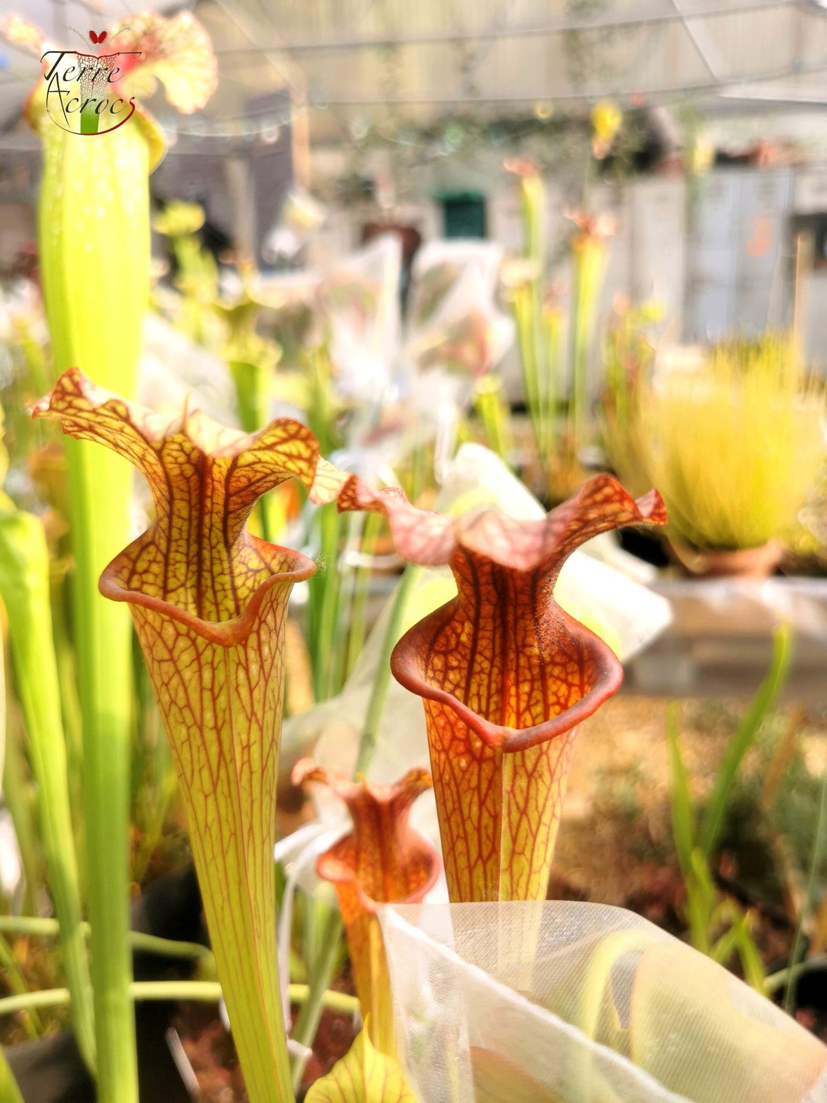 SXF02 Sarracenia x belii -- 'Bordeaux Red Wine' (H212, MK)