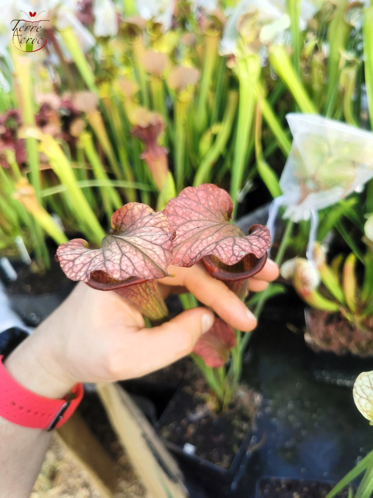 SXF02 Sarracenia x belii -- 'Bordeaux Red Wine' (H212, MK)