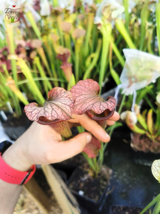 SXF02 Sarracenia x belii -- 'Bordeaux Red Wine' (H212, MK)