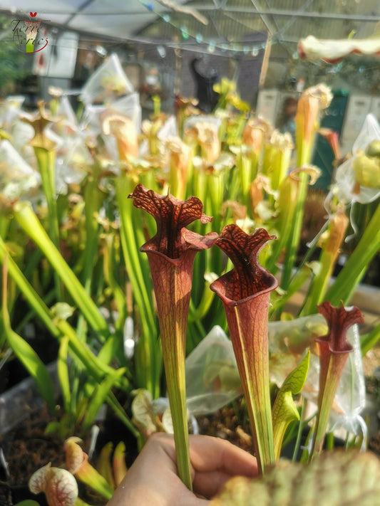 SXF02 Sarracenia x belii -- 'Bordeaux Red Wine' (H212, MK)