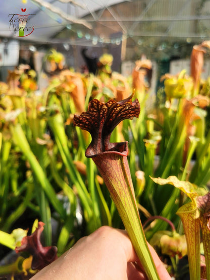 SXF02 Sarracenia x belii -- 'Bordeaux Red Wine' (H212, MK)