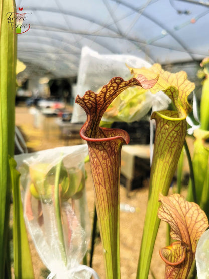 SXF02 Sarracenia x belii -- 'Bordeaux Red Wine' (H212, MK)