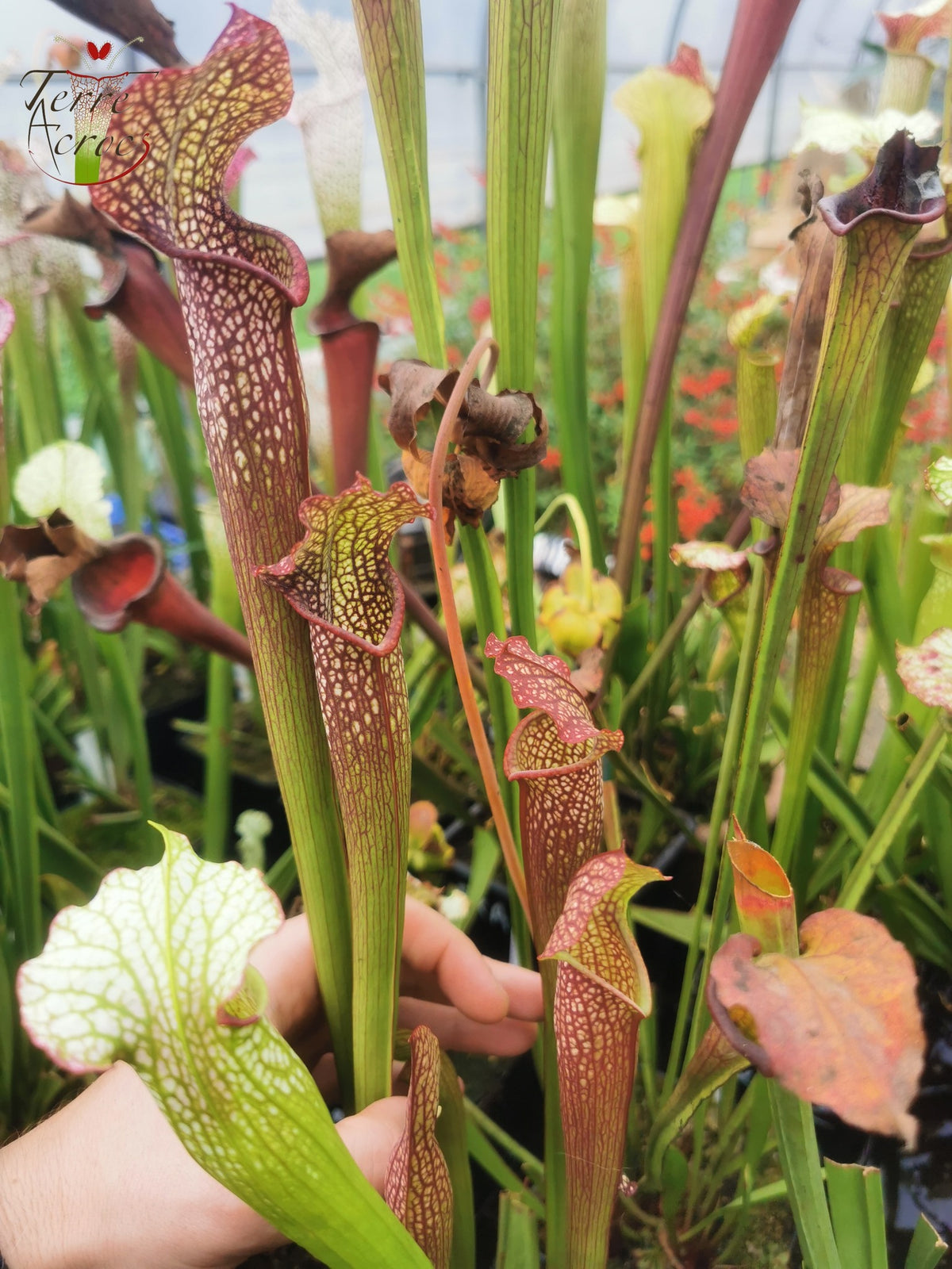 SXF03 Sarracenia x bellii — "Night Sky" (H96, MK)