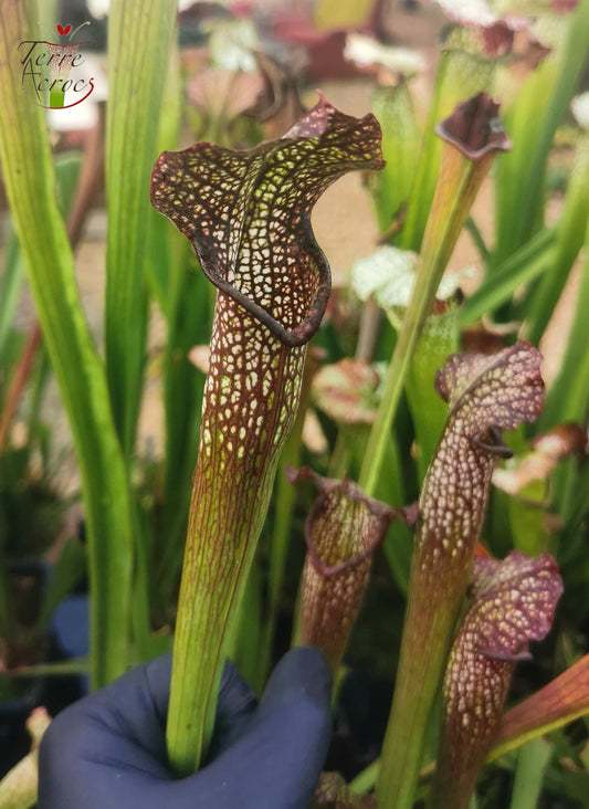 SXF03 Sarracenia x bellii – „Nachthimmel“ (H96, MK)