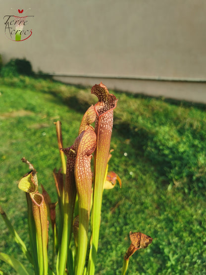 SXF03 Sarracenia x bellii — "Night Sky" (H96, MK)