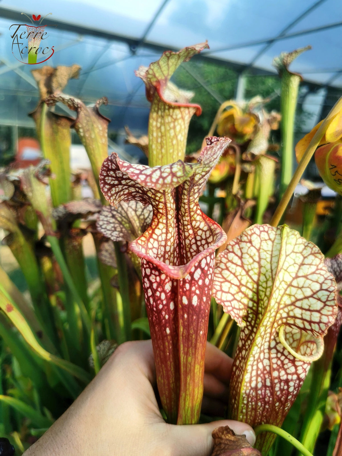 SXM01b Sarracenia x moorei -- "Voile Ecarlate"
