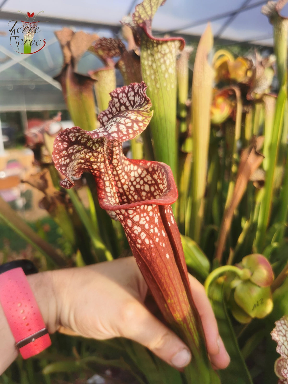SXM01b Sarracenia x moorei -- "Voile Ecarlate"