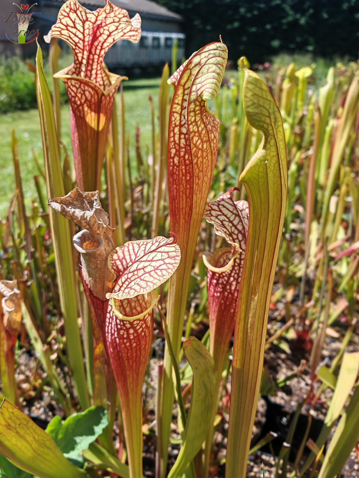 SXM01b Sarracenia x moorei -- "Voile Ecarlate"