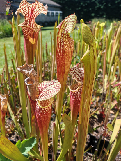 SXM01b Sarracenia x moorei -- "Voile Ecarlate"