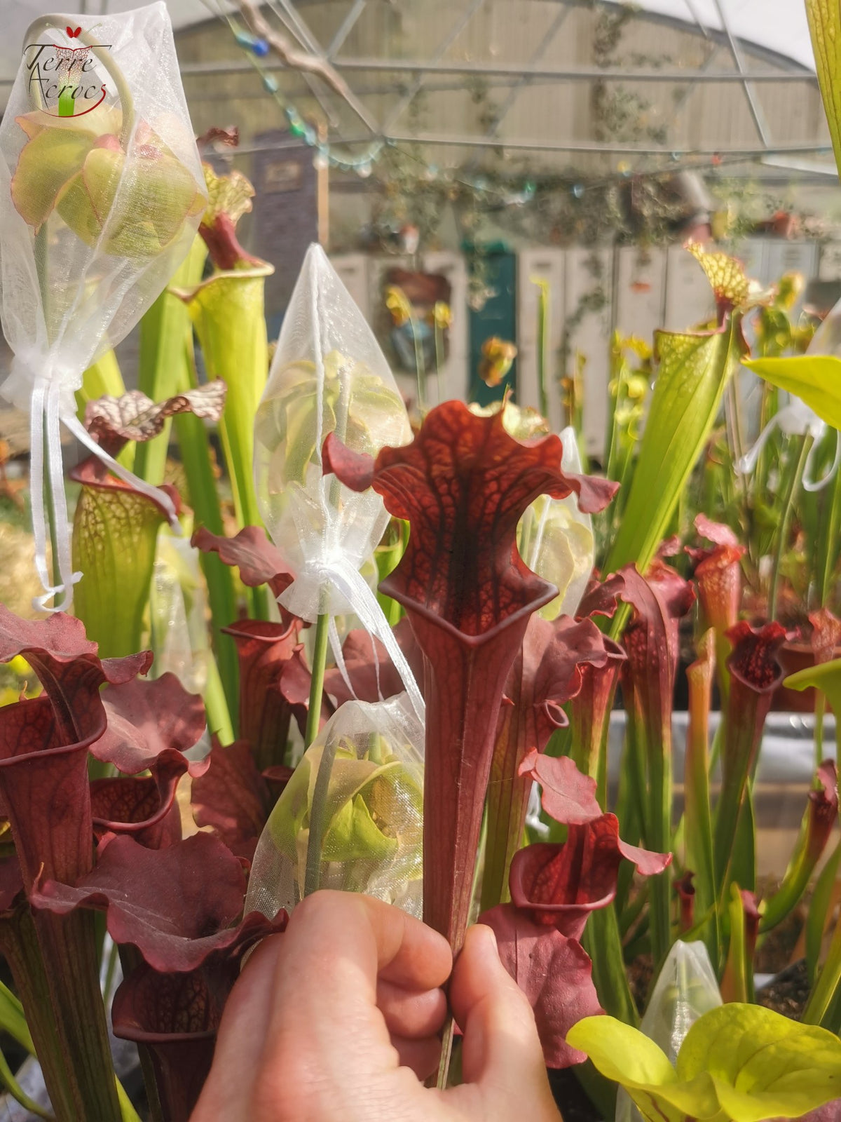 SXM02 Sarracenia x moorei -- “Luben’s Red”