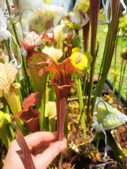 SXM02 Sarracenia x moorei -- “Luben’s Red”