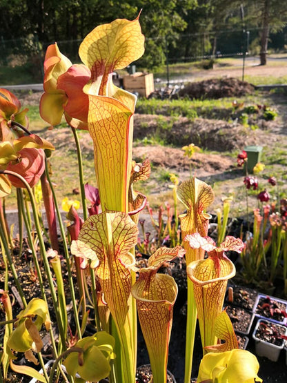SXM03 Sarracenia x moorei — ‘Leah Wilkerson’ (H112, MK)