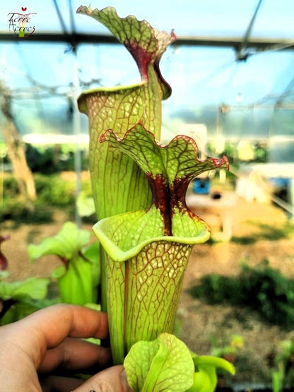SXM03 Sarracenia x moorei — ‘Leah Wilkerson’ (H112, MK)