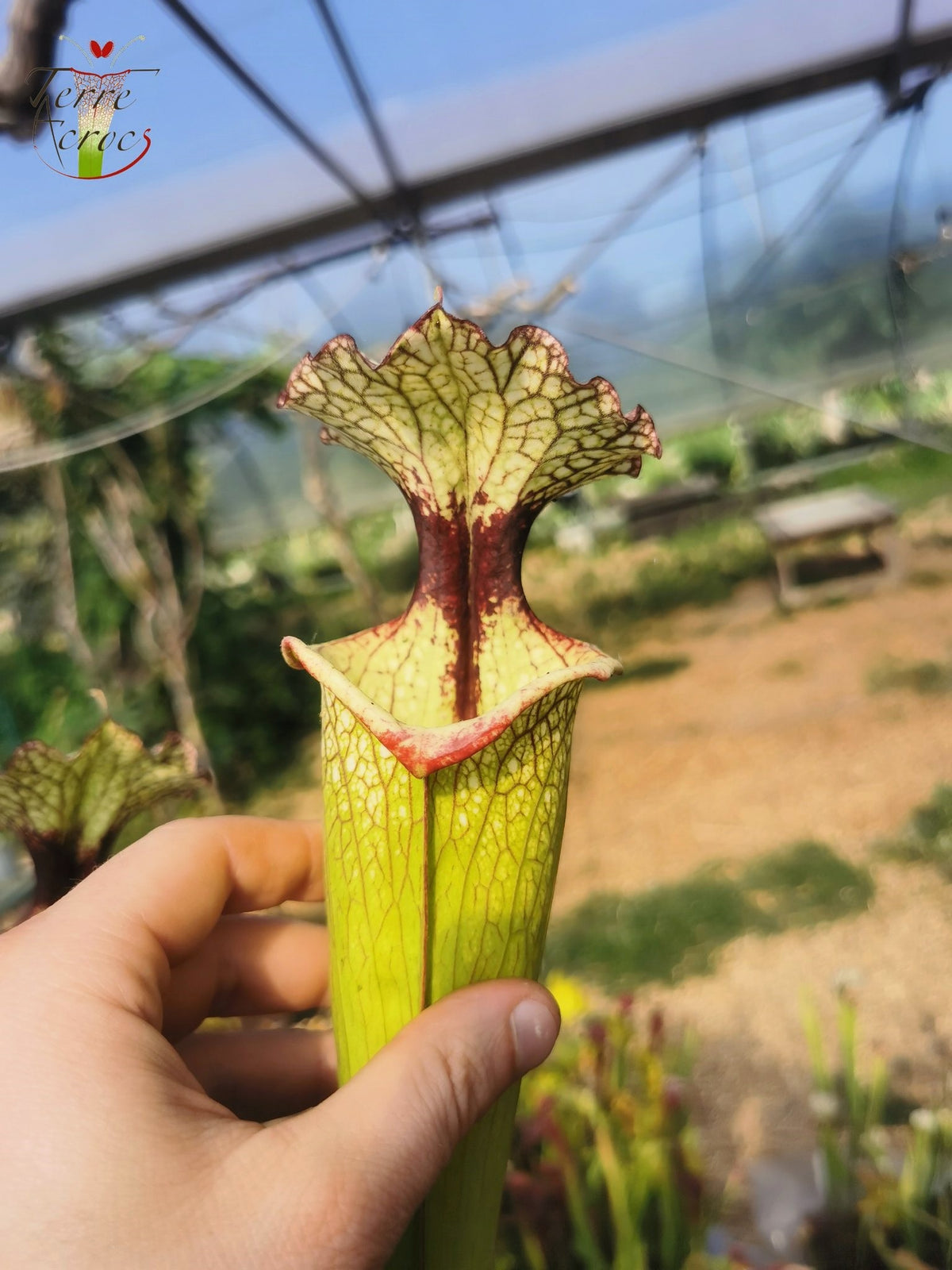 SXM03 Sarracenia x moorei — ‘Leah Wilkerson’ (H112, MK)