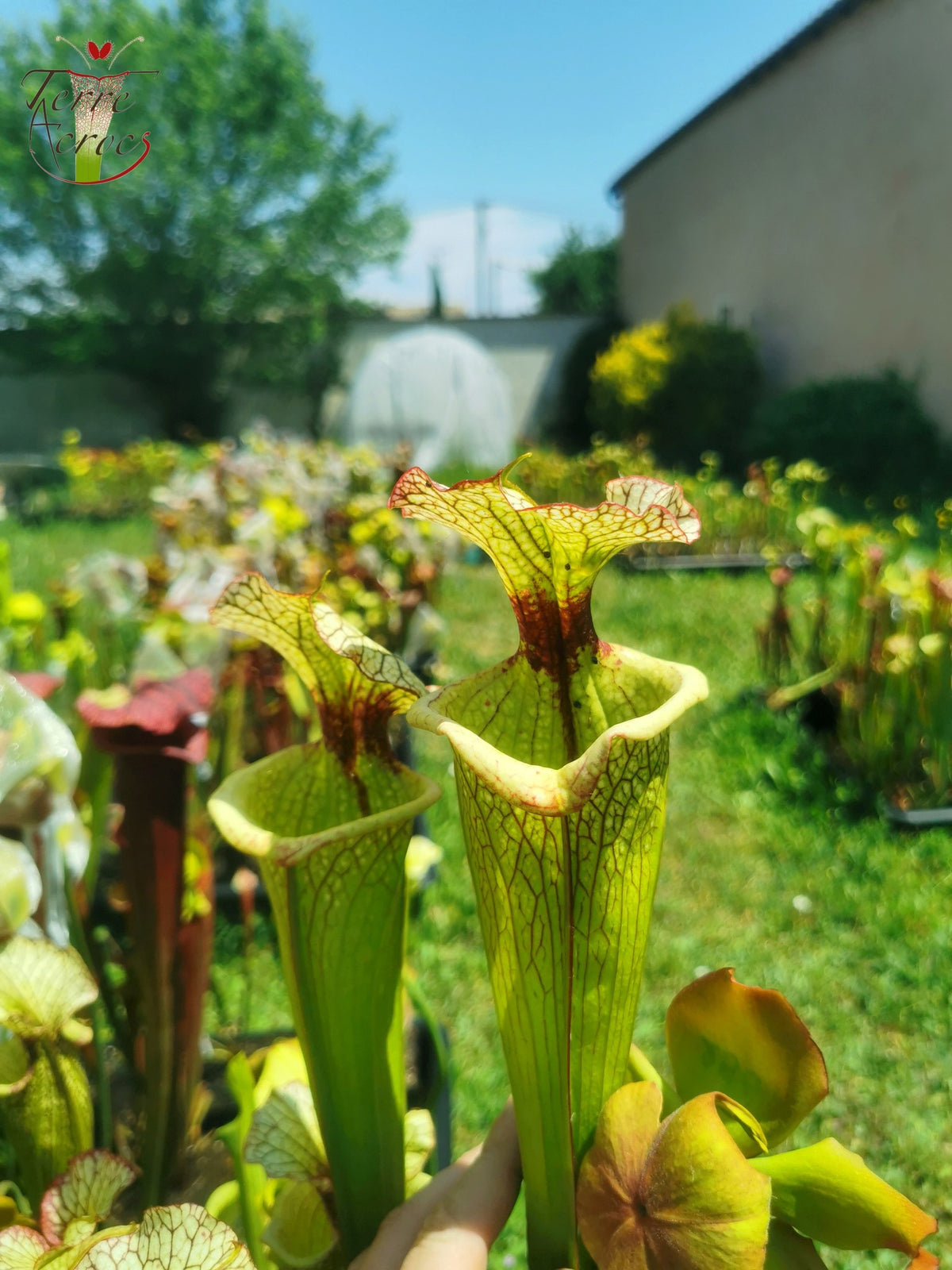 SXM03 Sarracenia x moorei — ‘Leah Wilkerson’ (H112, MK)