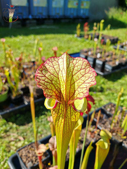 SXM03 Sarracenia x moorei — ‘Leah Wilkerson’ (H112, MK)
