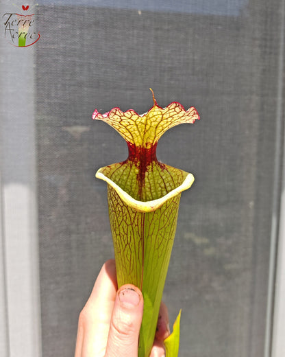 SXM03 Sarracenia x moorei — ‘Leah Wilkerson’ (H112, MK)