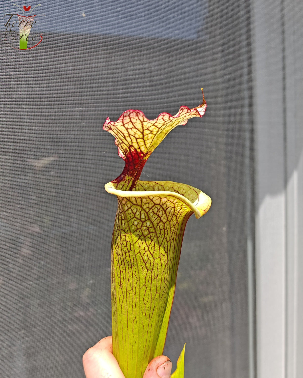 SXM03 Sarracenia x moorei — ‘Leah Wilkerson’ (H112, MK)
