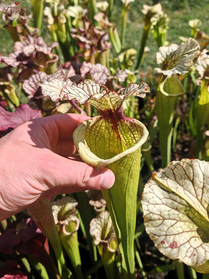 SXM03 Sarracenia x moorei — ‘Leah Wilkerson’ (H112, MK)