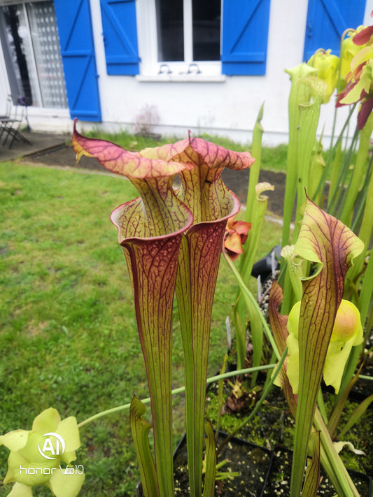 SXM04 Sarracenia x moorei -- (S. leucophylla "Purple Lips" x S. flava var. cuprea)(Phil Faulisi hybrid)