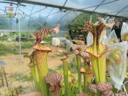SXM04 Sarracenia x moorei -- (S. leucophylla "Purple Lips" x S. flava var. cuprea)(Phil Faulisi hybrid)
