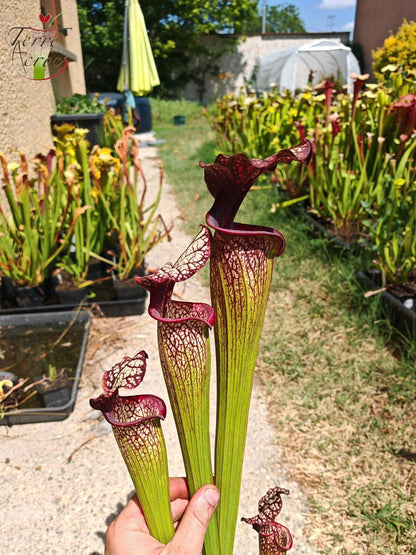SXM06n Sarracenia x moorei — (S. flava var. ornata (F88, MK) x S. leucophylla (L18, MK))(clone N)