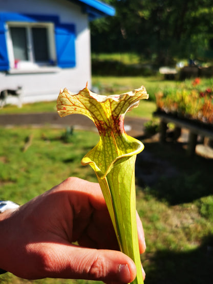 SXM07 Sarracenia x moorei – FL, (W) (S. flava var. rugelii x S. leucophylla) (H34, MK)
