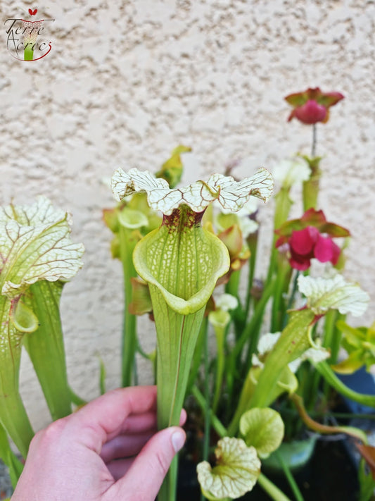 SXM07 Sarracenia x moorei — FL, (W) (S. flava var. rugelii x S. leucophylla) (H34, MK)